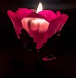 Rose Petal 2